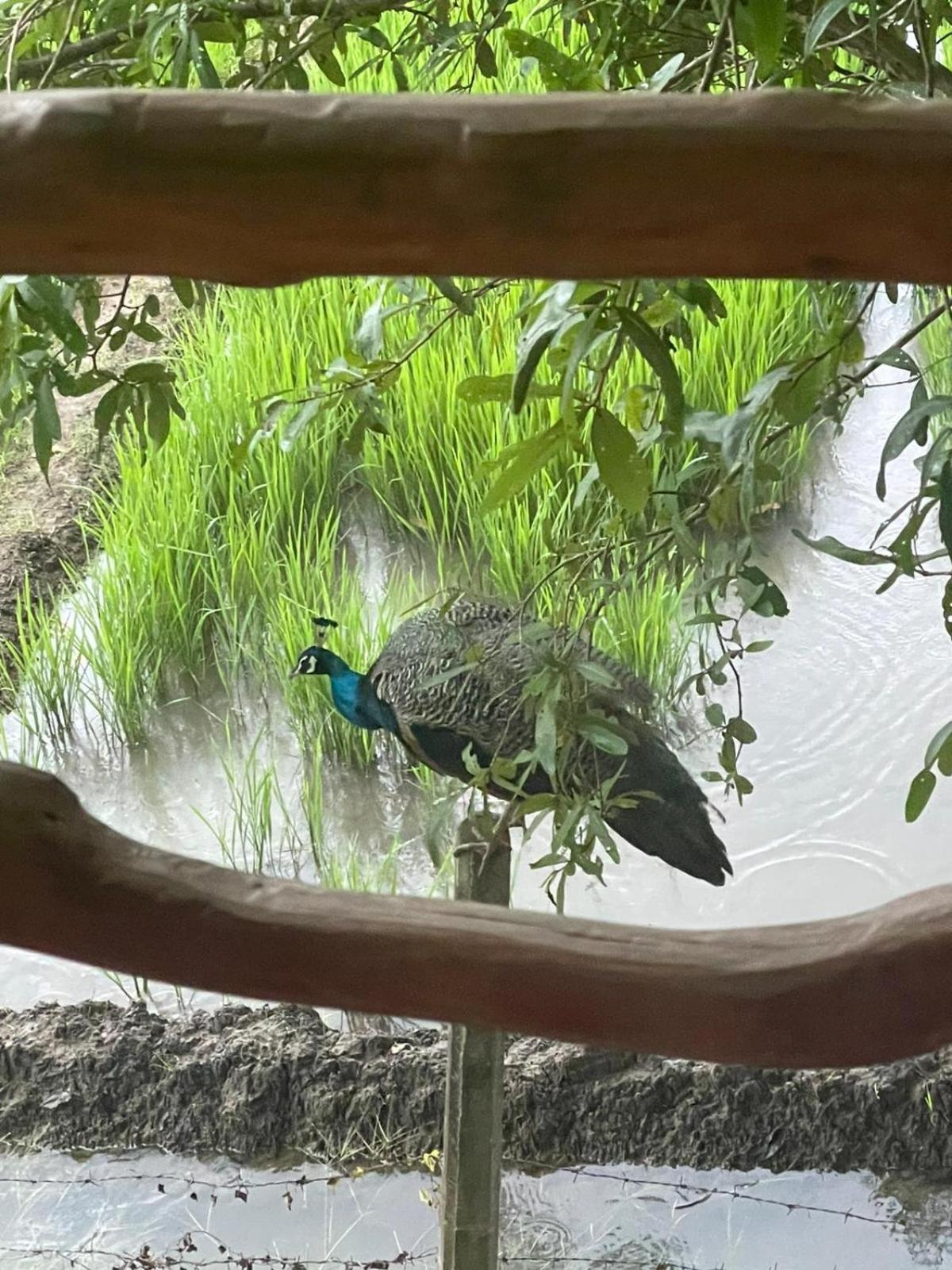 Lake Side View Cabana تيساماهاراما المظهر الخارجي الصورة